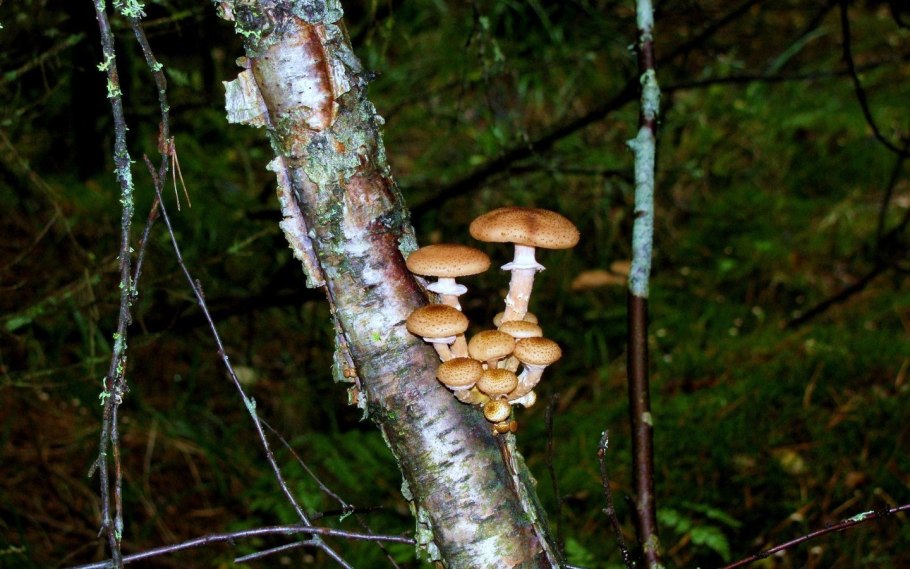 Грибы опята на дереве