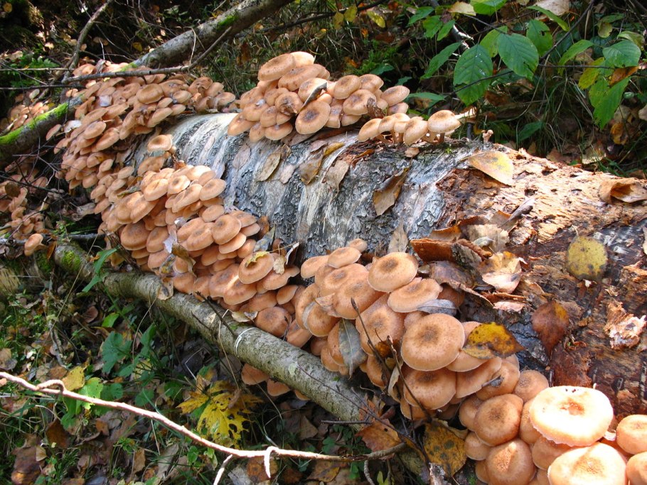 Желтые опята на дереве