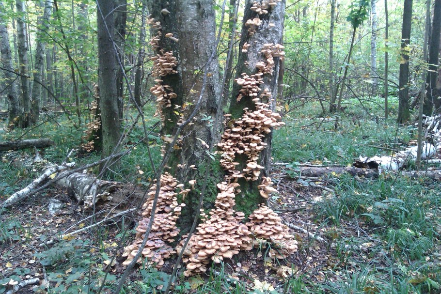 Пеньковые опята съедобные