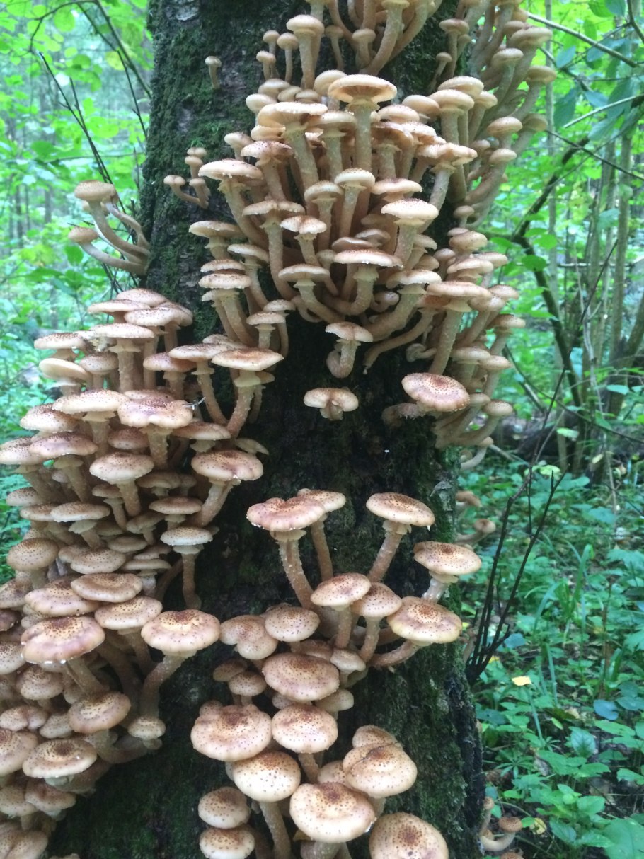 Опята пеньковые осенние