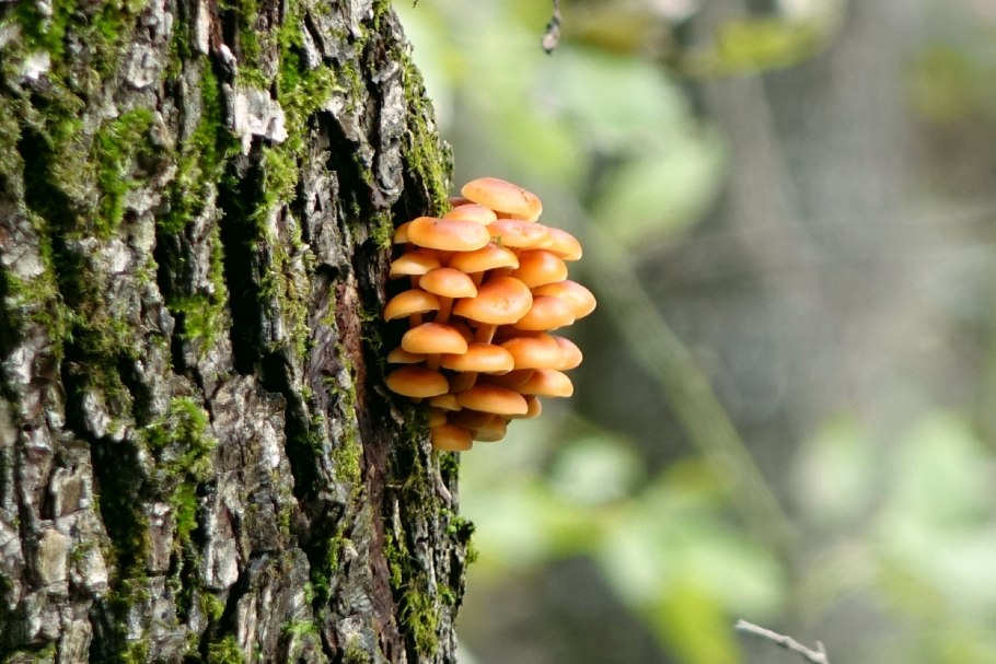 Грибы еловые опята