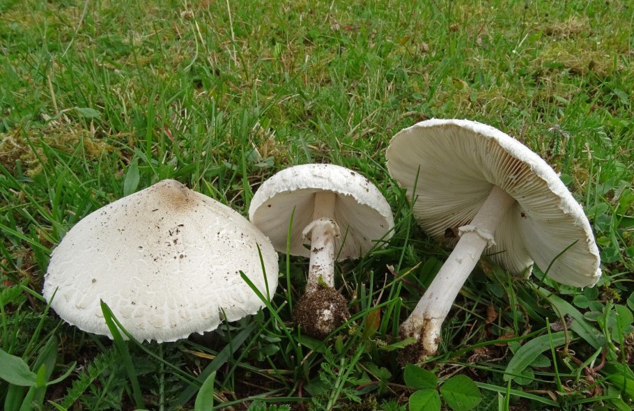 • Зонтик белый (Macrolepiota excoriata