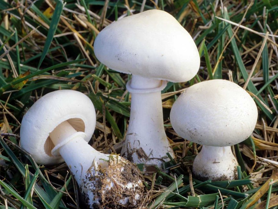 Leucoagaricus naucinus