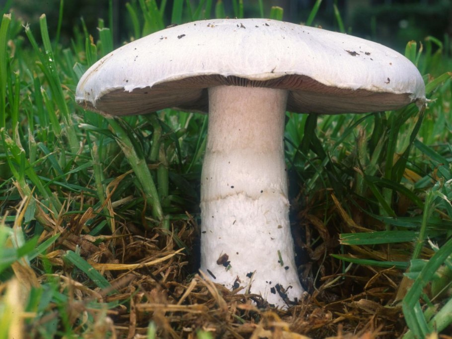 Шампиньон обыкновенный (Agaricus Campestris)