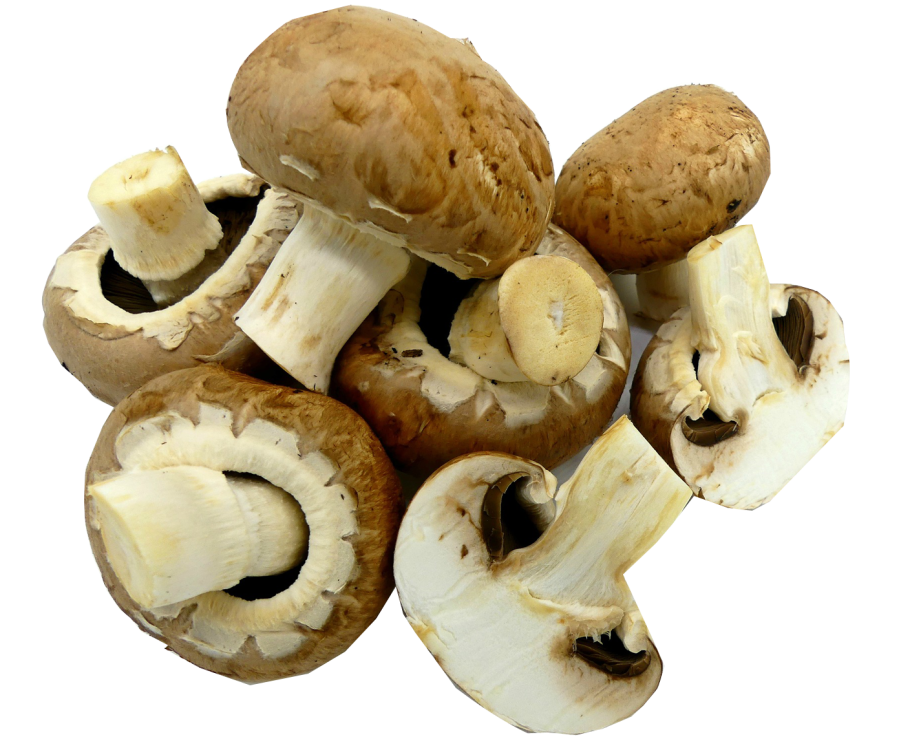 Шампиньон двуспоровый (Agaricus bisporus)