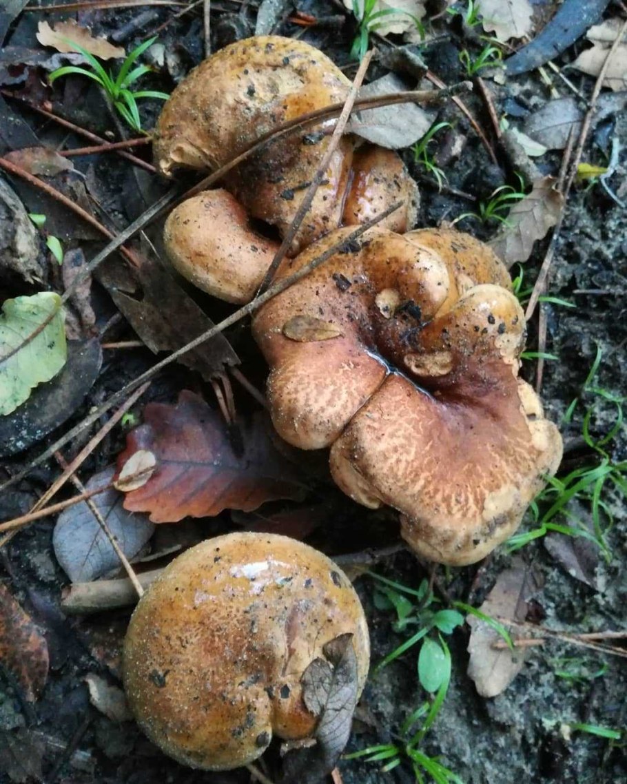 Свинушки пластинчатые