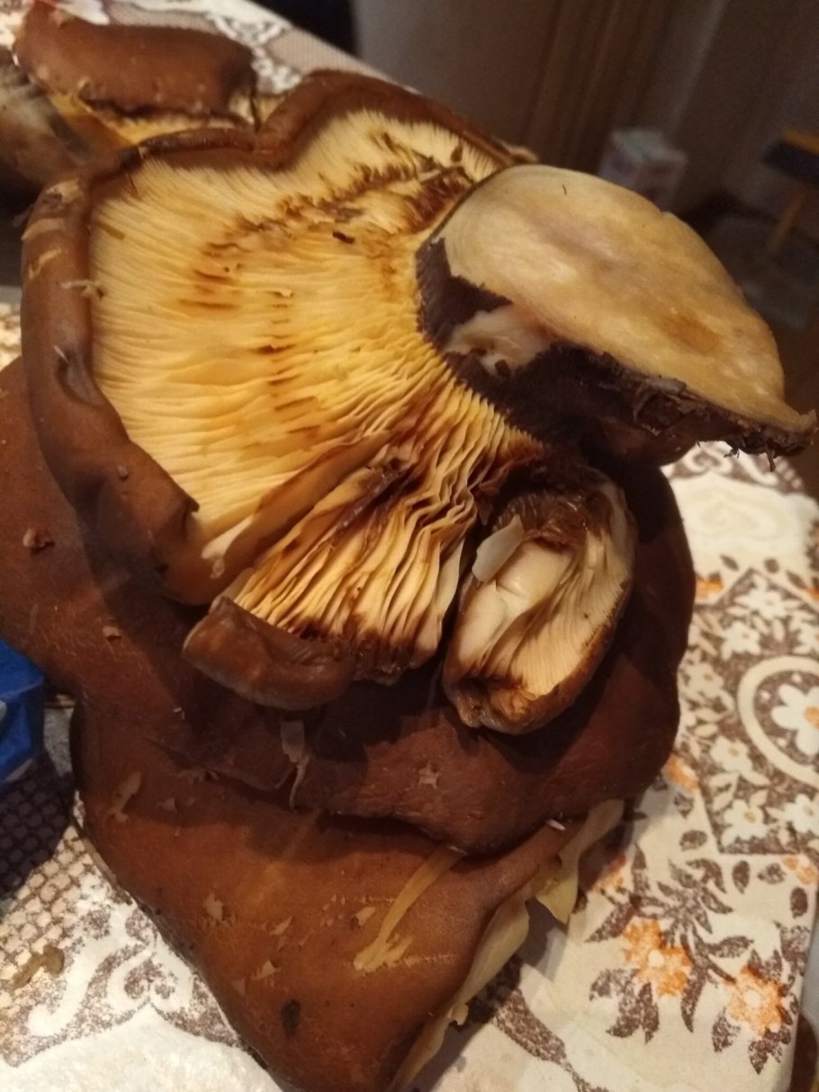 Свинушка бурый гриб