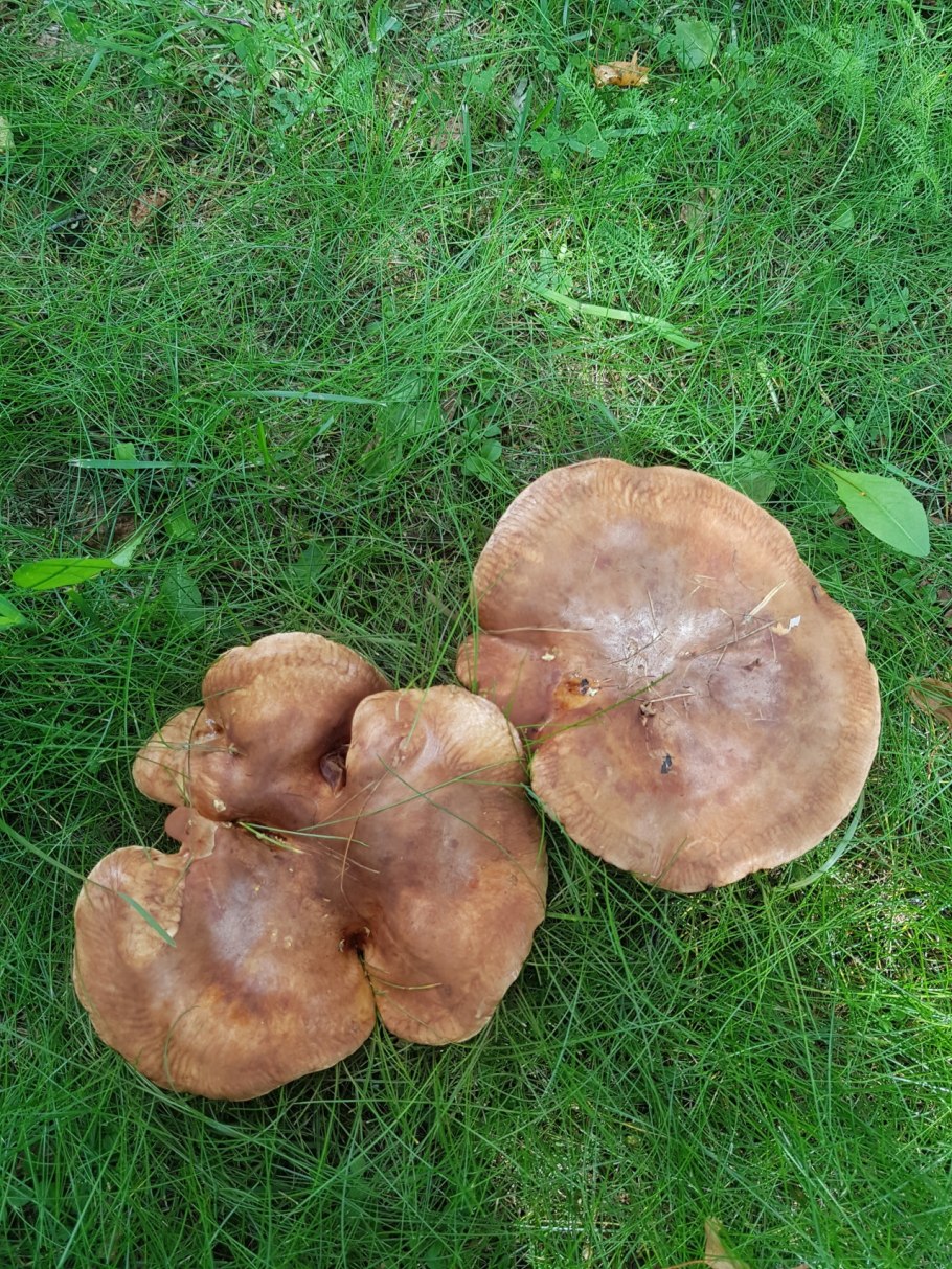 Коричневые грибы свинушка