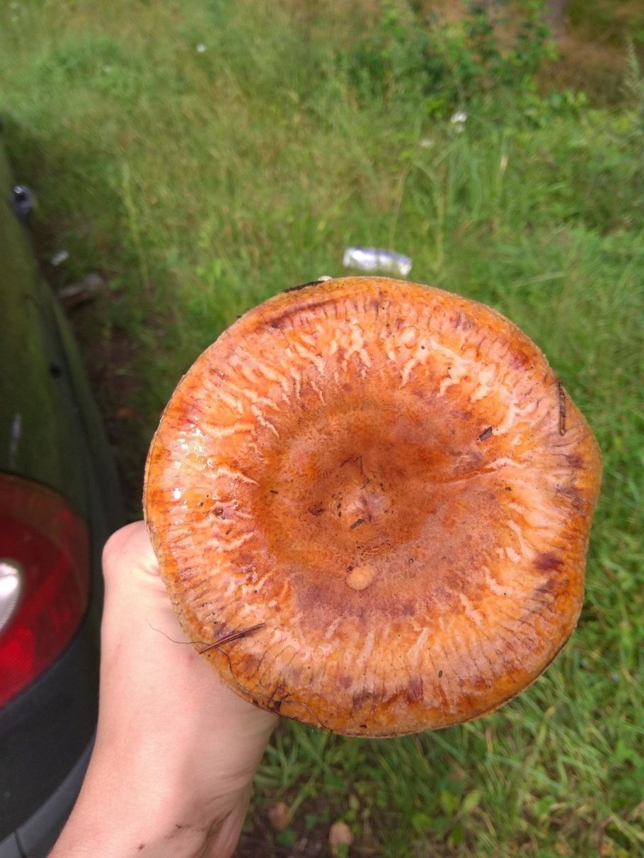 Свинушка бурый гриб