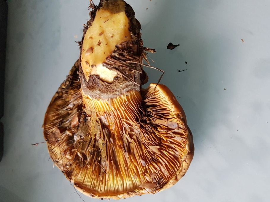 Коричневые грибы свинушка толстая