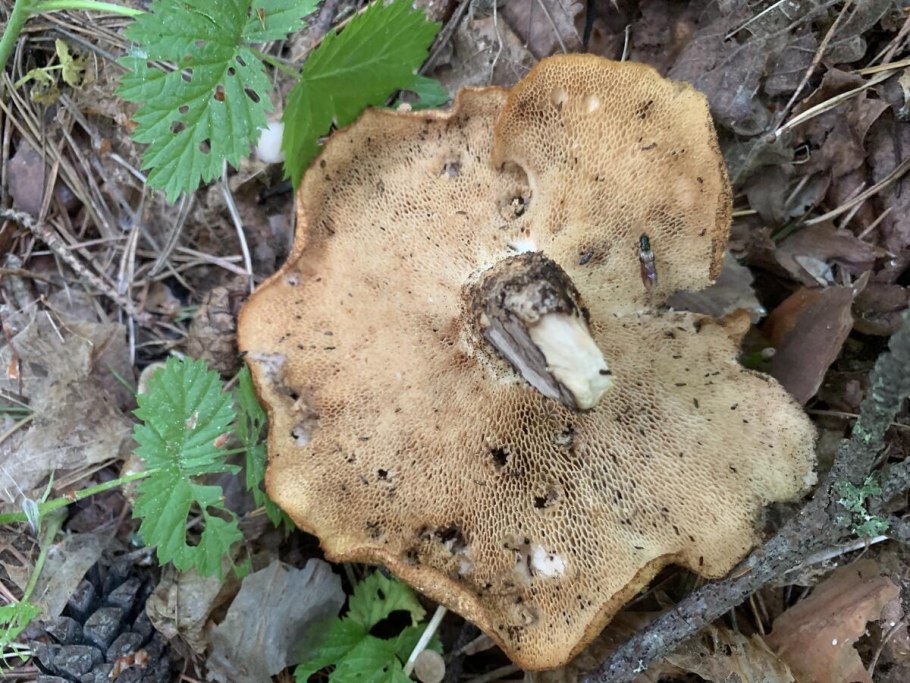 Грибы в Подмосковье 2021 сейчас свинушки