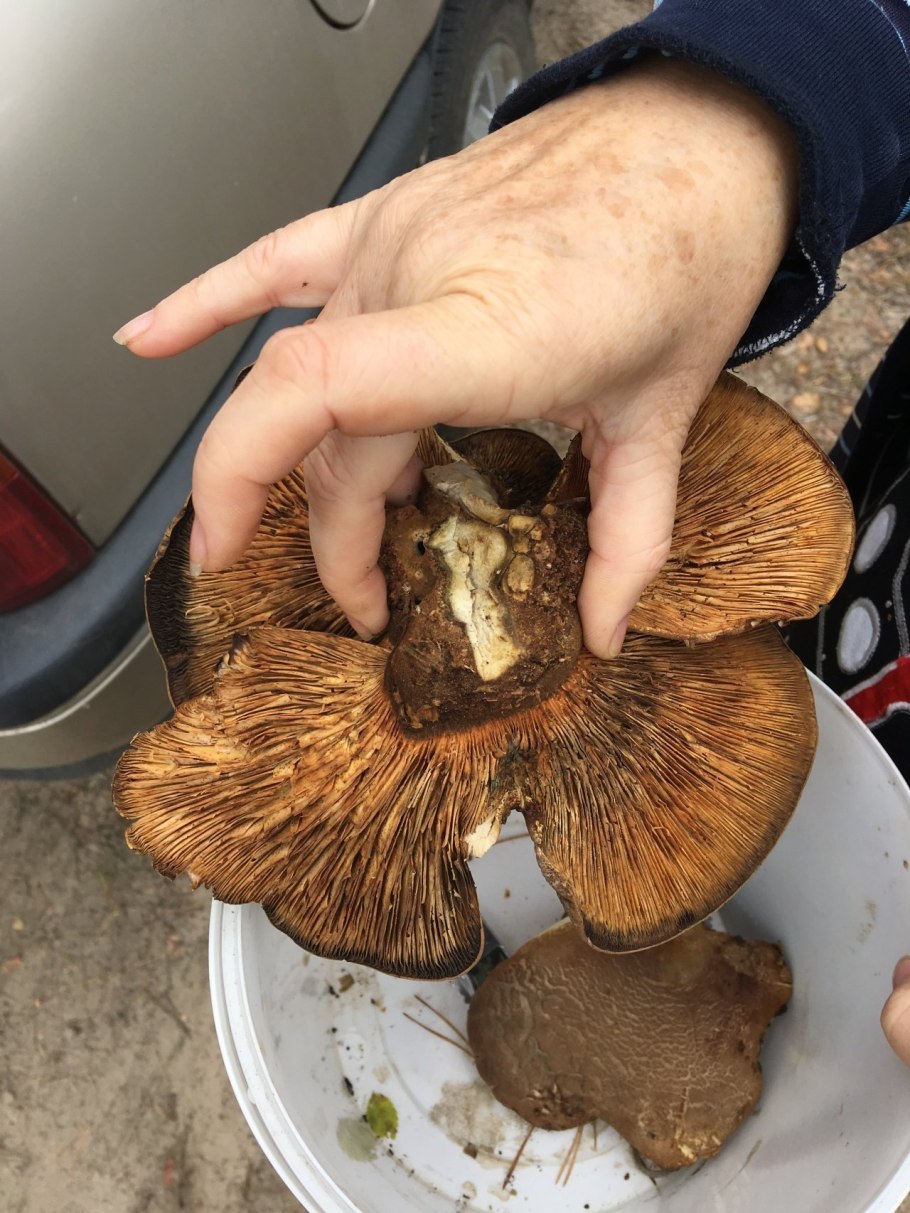 Гриб свинушка толстая