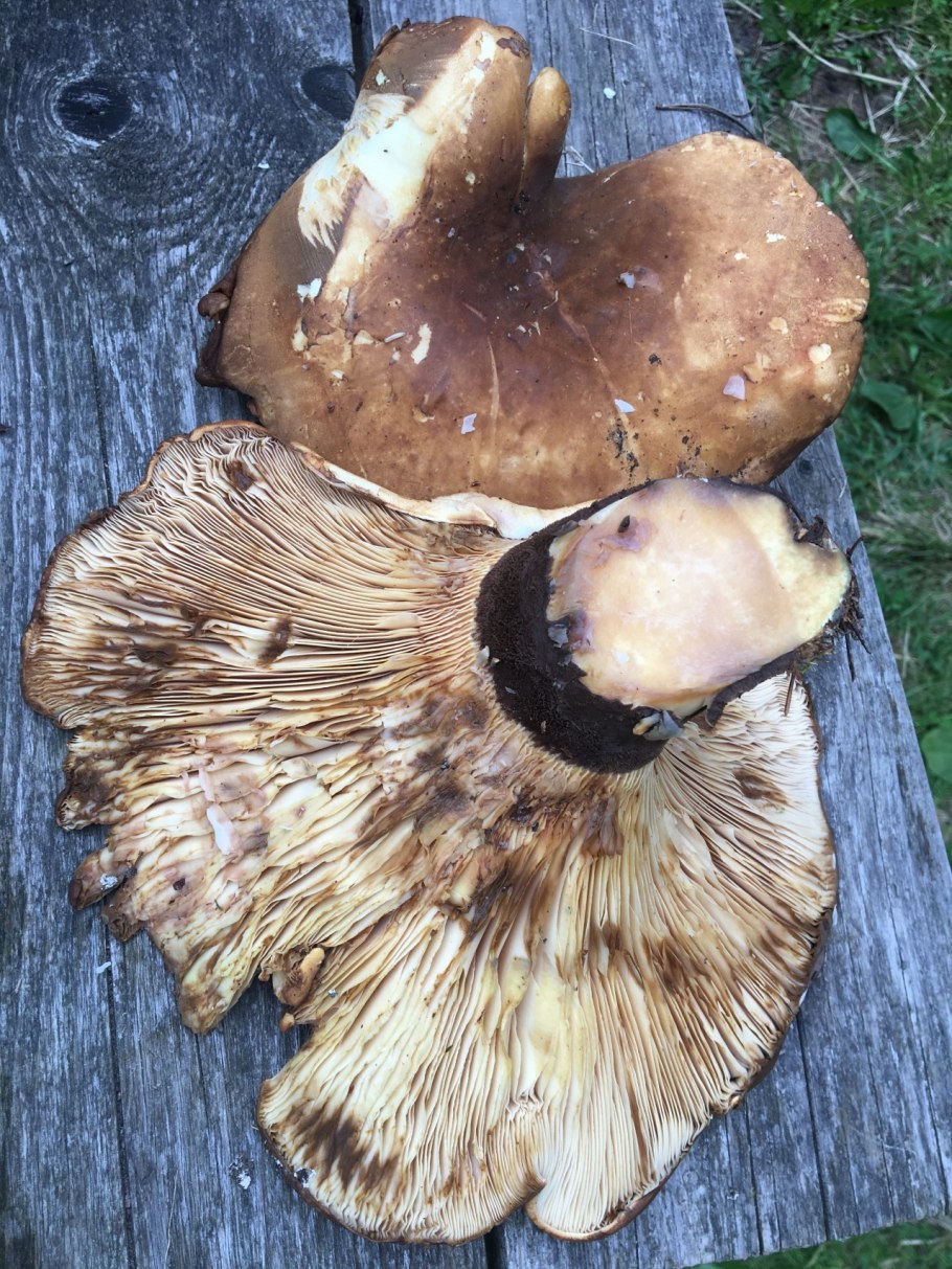 Свинушка тапинелла