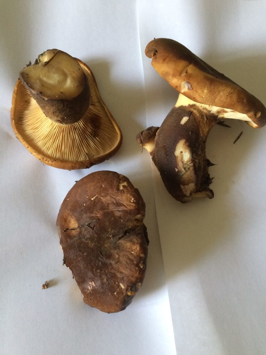 Свинушка бурый гриб