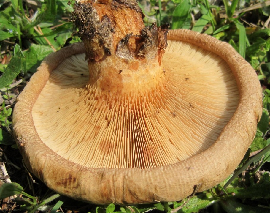 Ложные свинухи