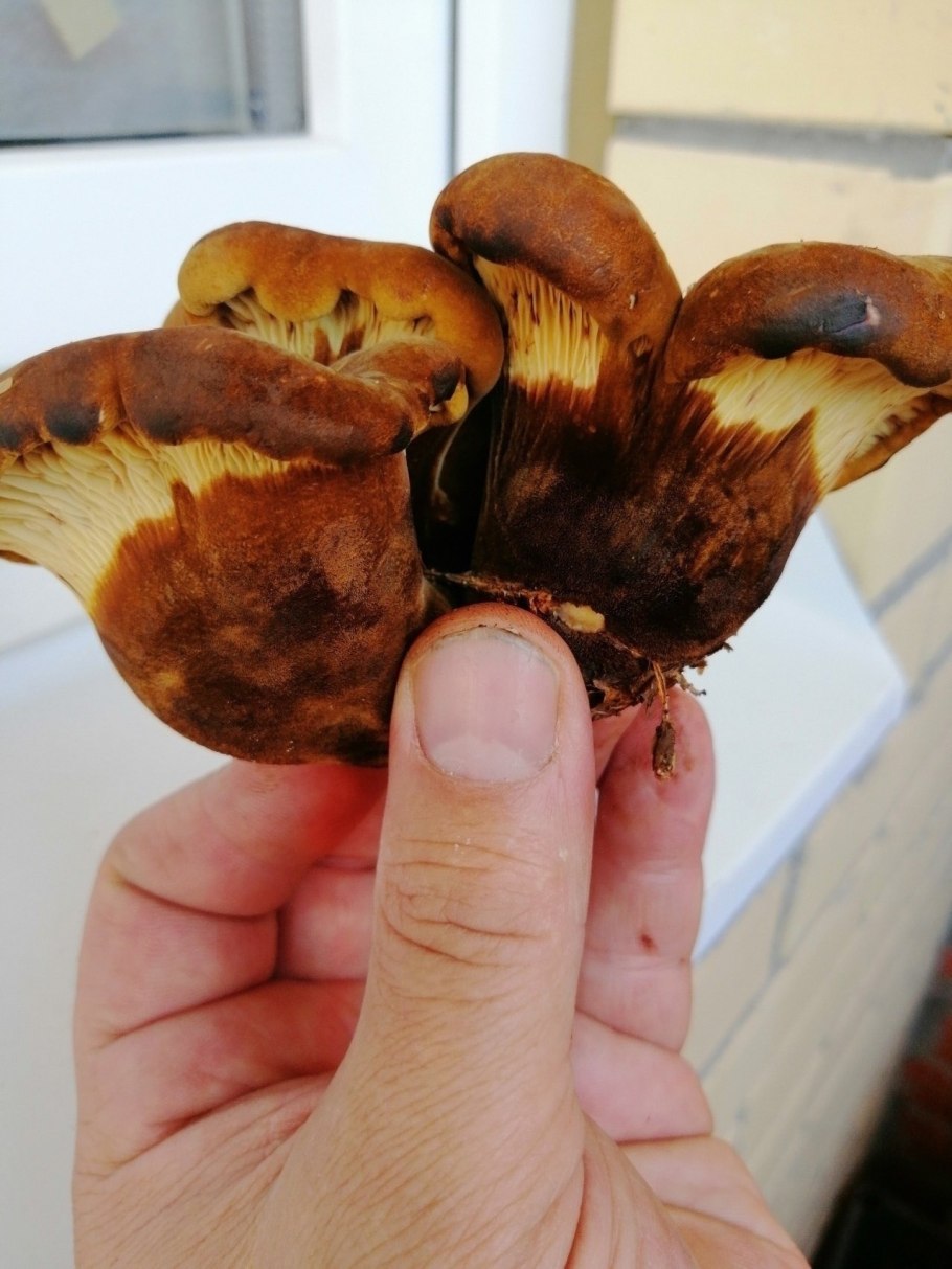 Свинушка бурый гриб