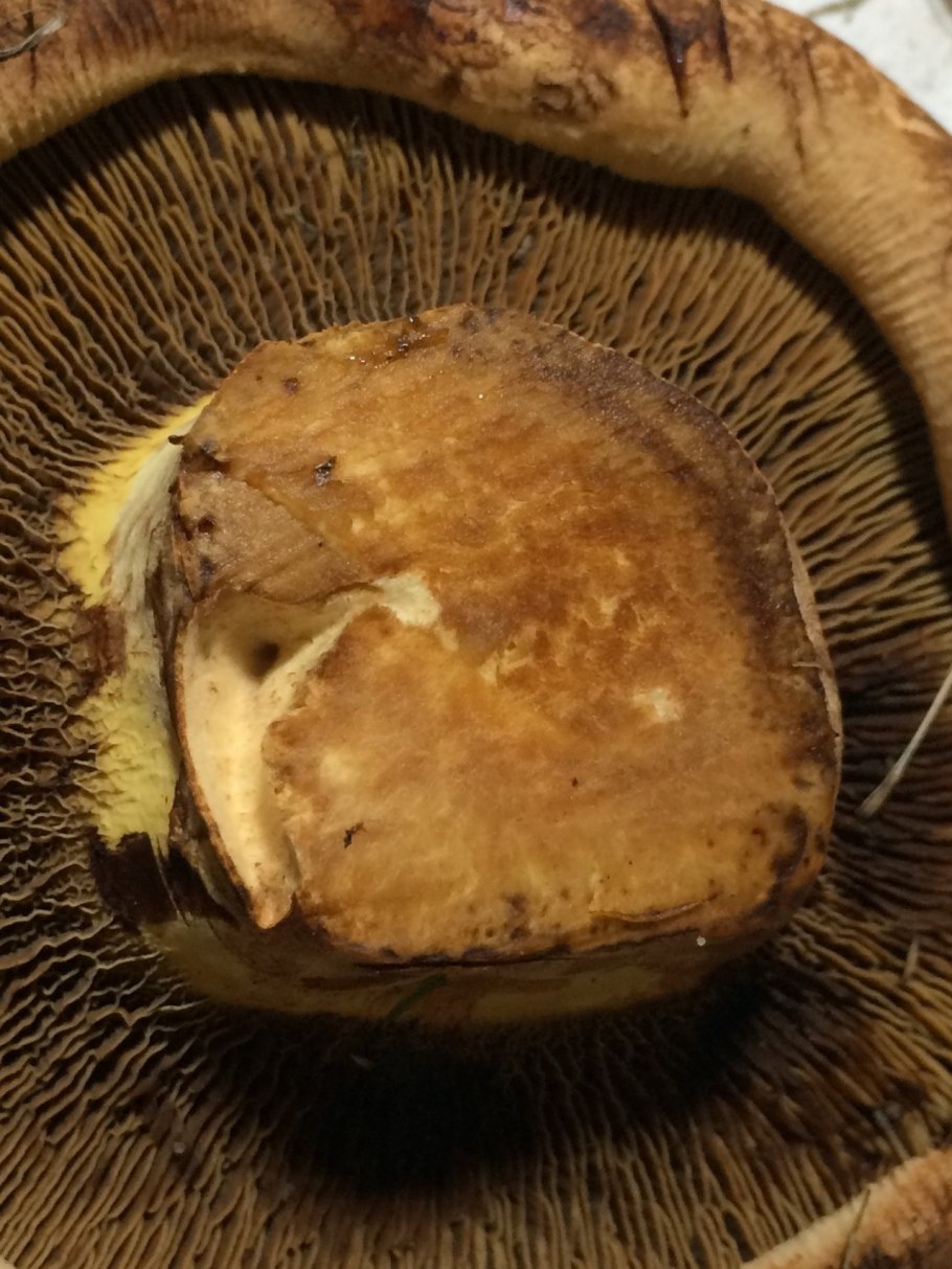 Свинушка тонкая шляпка