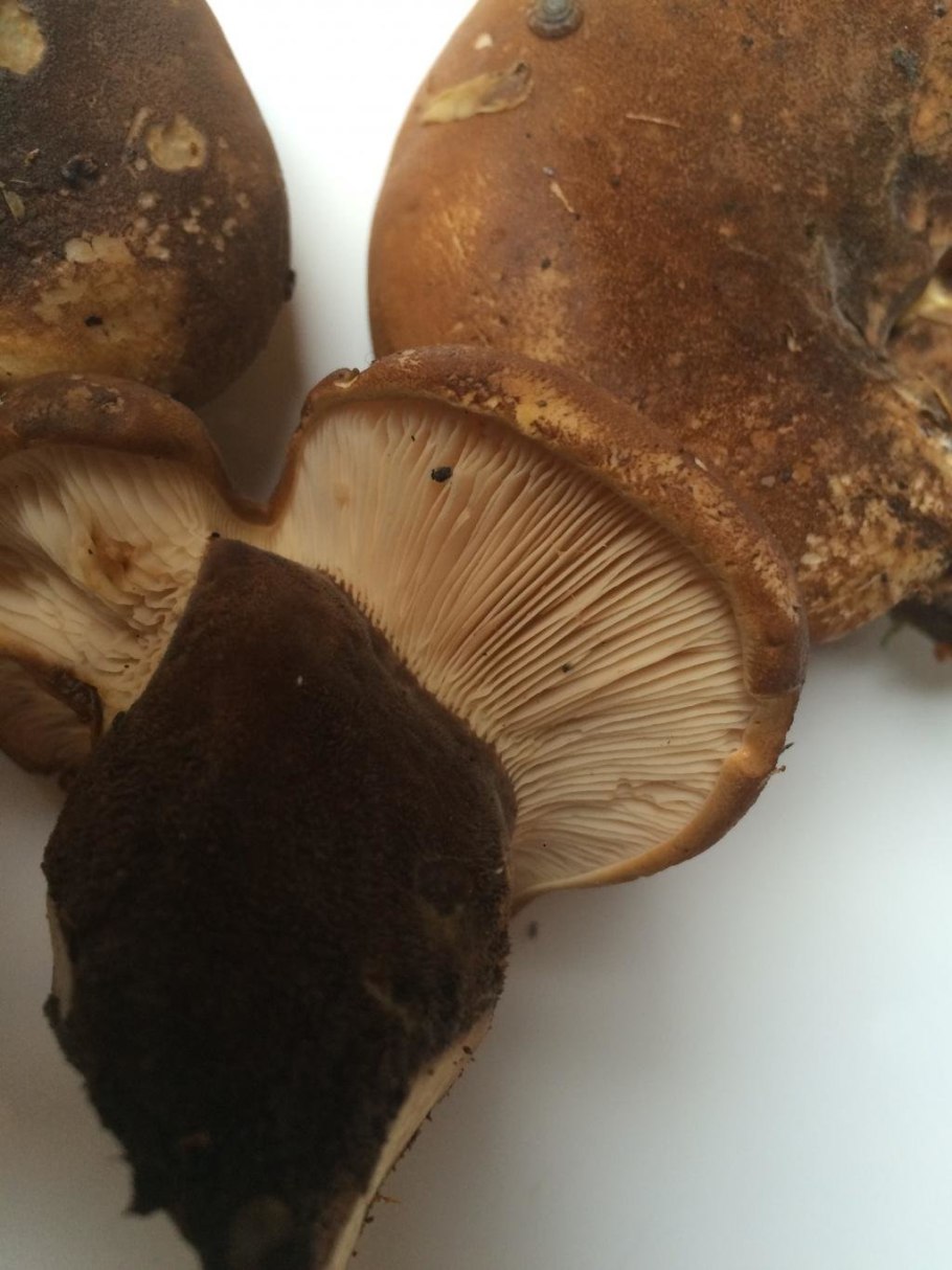 Гриб свинушка толстая