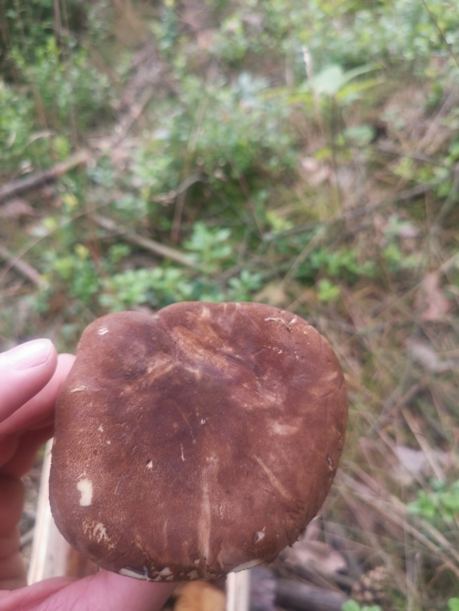 Гриб пахнущий смолой