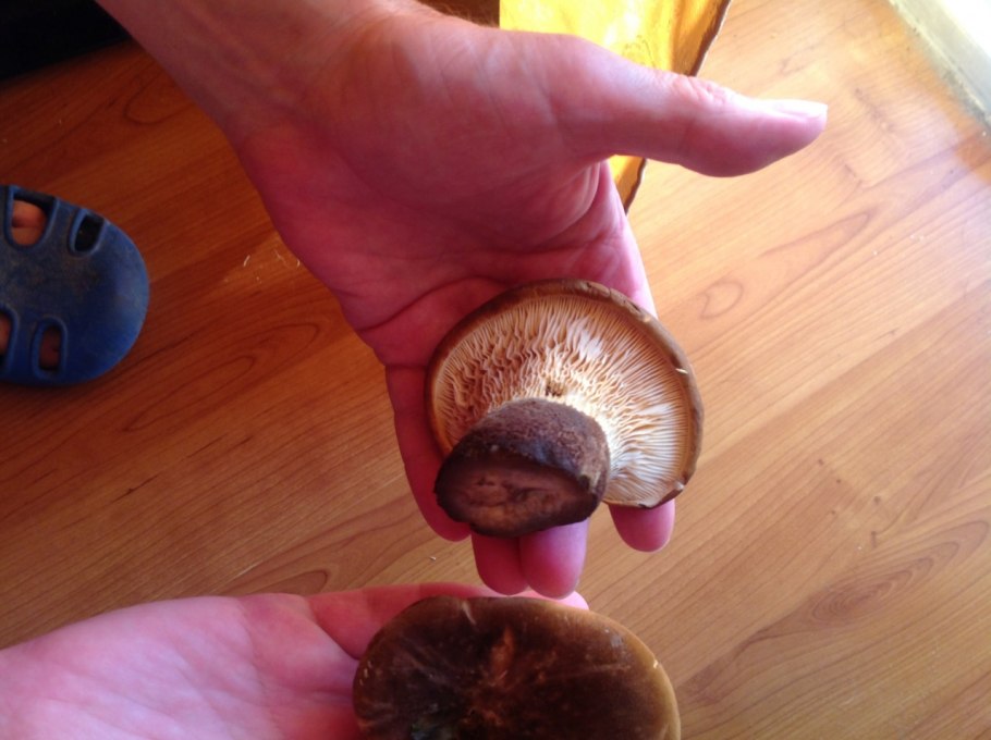 Свинушки на толстой ножке