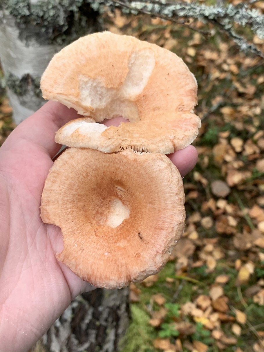 Гриб розовый млечник