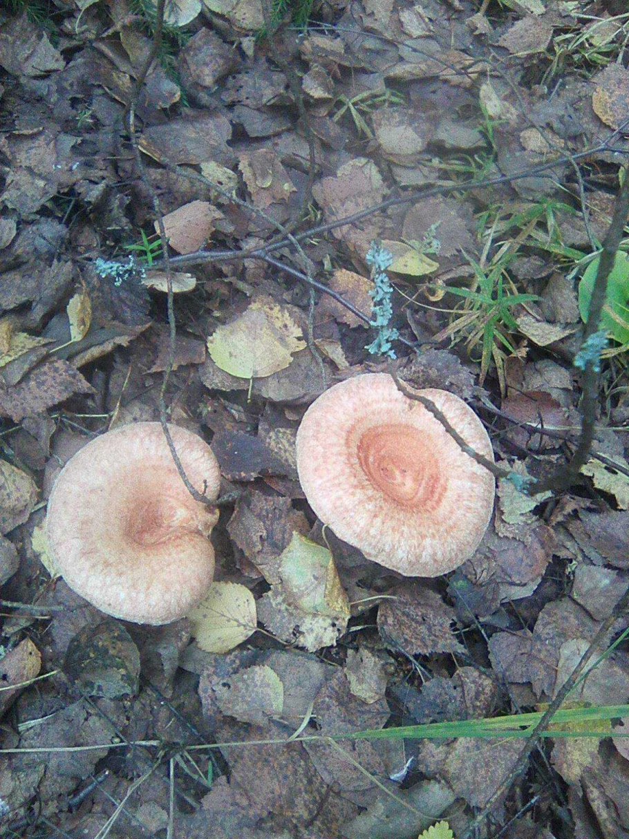 Волнушки грибы