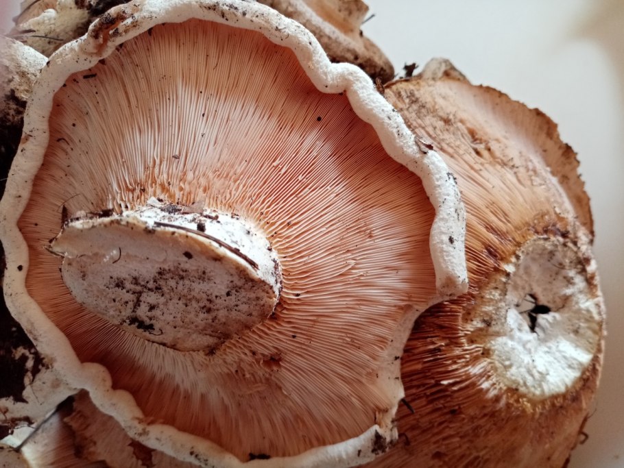 Груздь Белянка