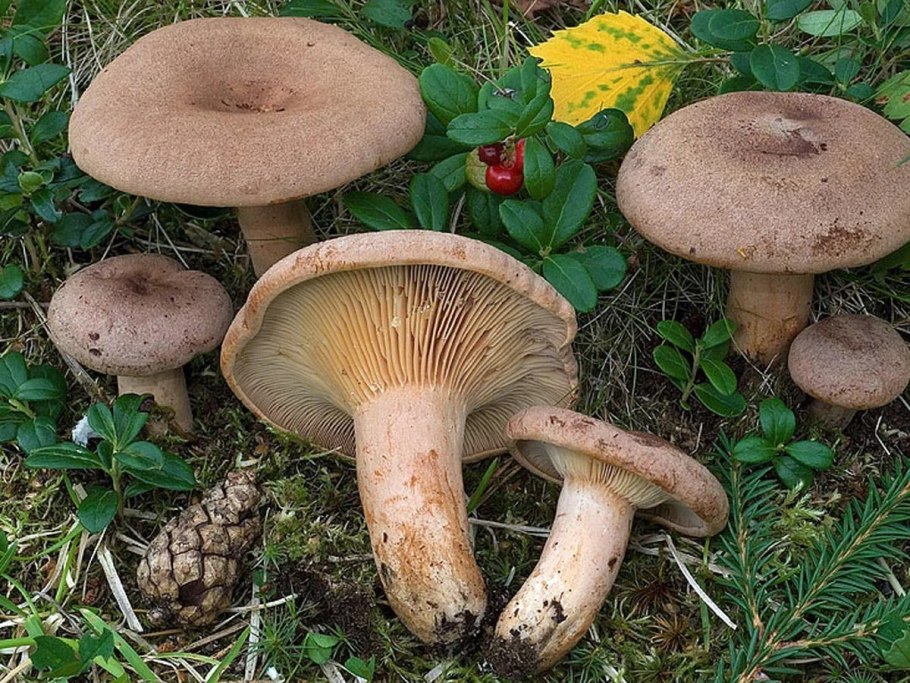 Волнушки млечники