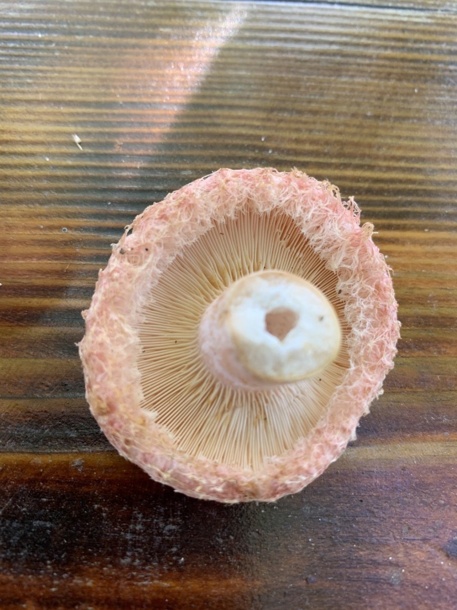 Розовая волнушка