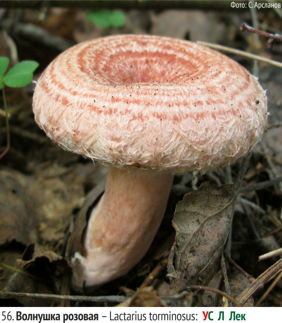 Lactarius torminosus – волнушка