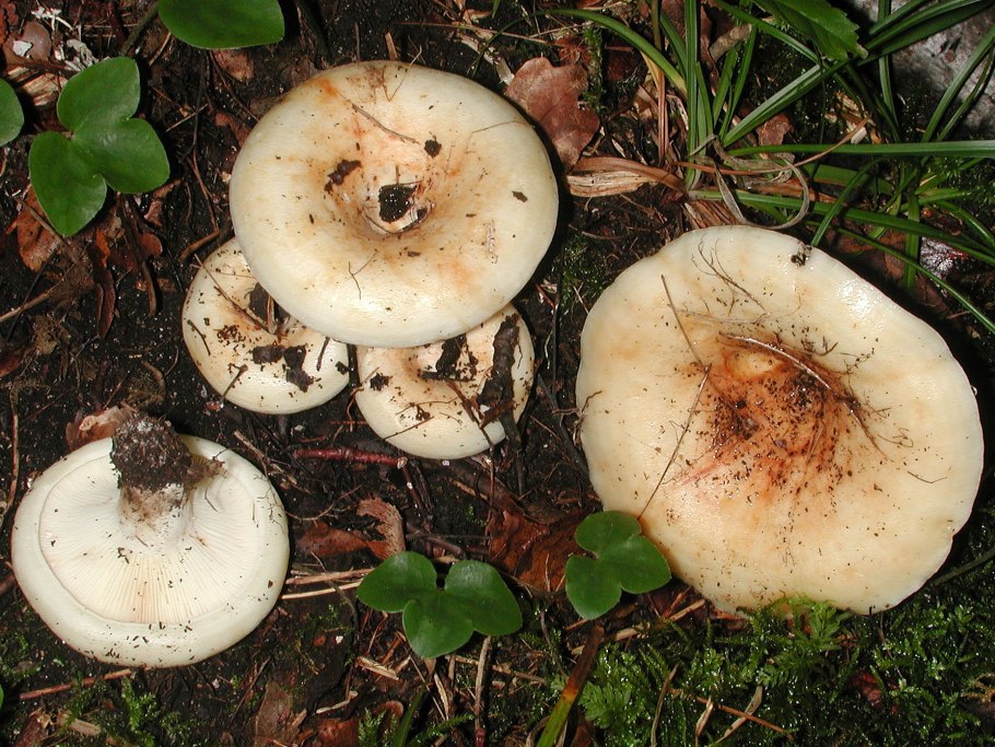 Млечник серо-розовый Lactarius helvus