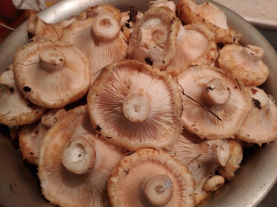 Волнушки грибы