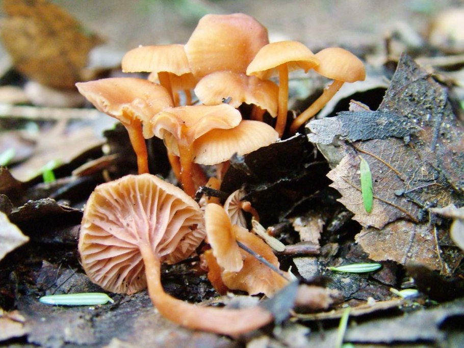 Редкие и красивые грибы Нижегородской области фото и описание