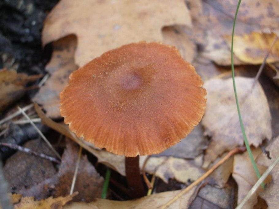 Лаковица розовая Laccaria laccata