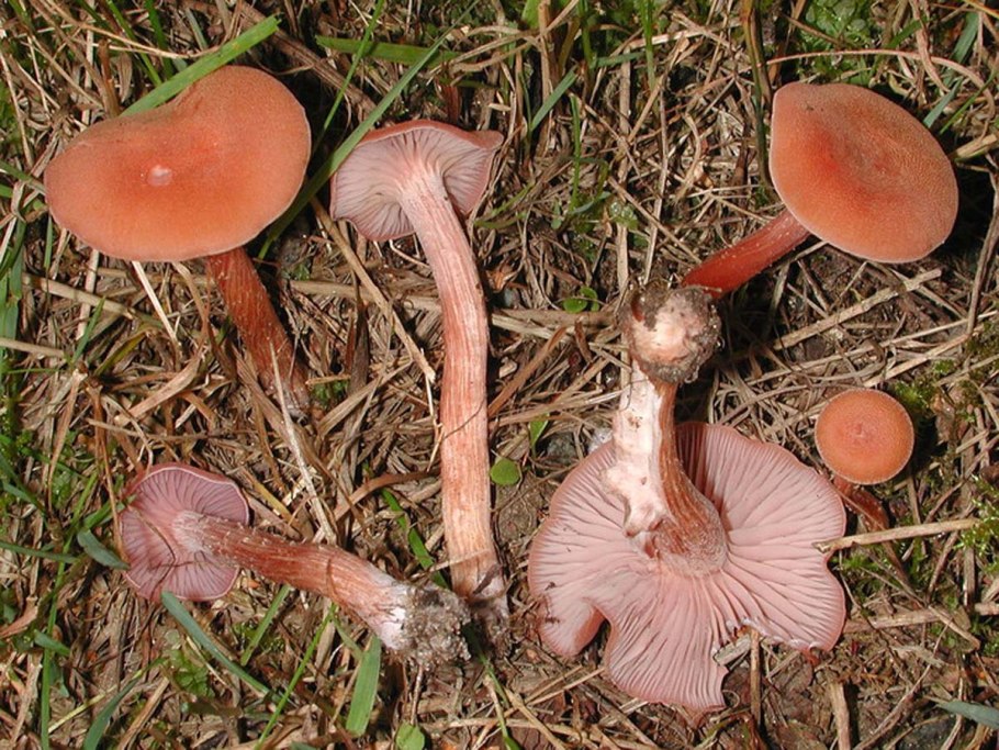 Лаковица лаковая