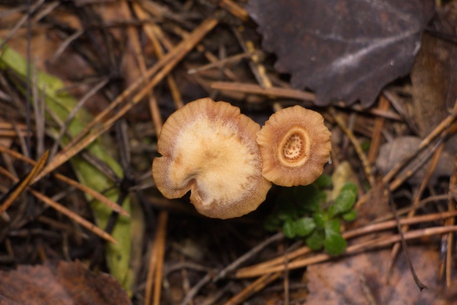 Лаковица розовая Laccaria laccata (лаковица обыкновенная (лаковица розовая))