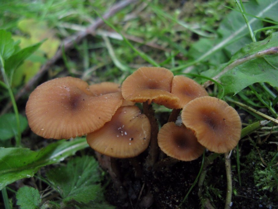 Лаковица обыкновенная