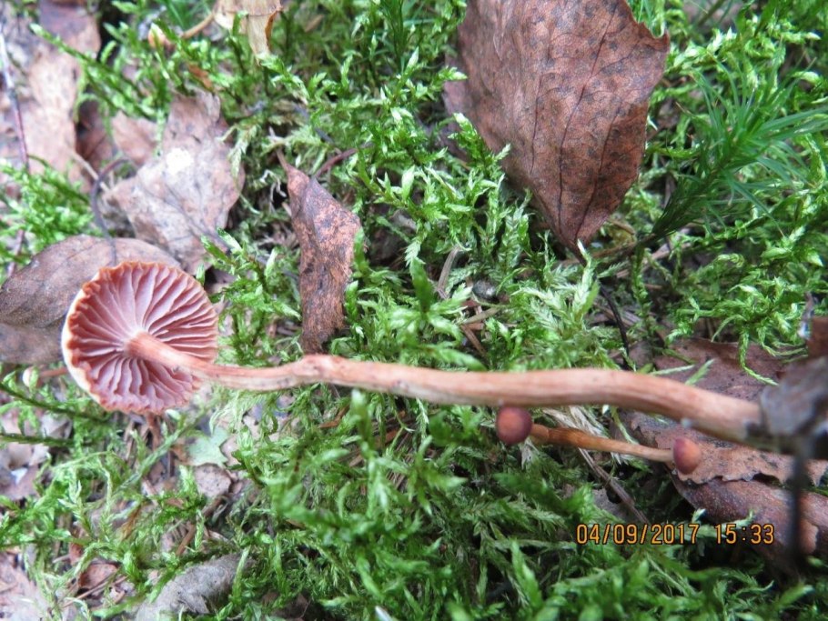 Краснушка (Lactarius subdulcis).