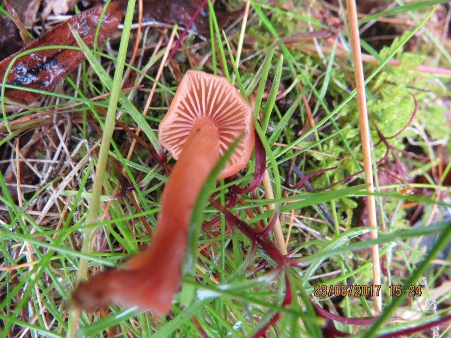 Лаковица лаковая