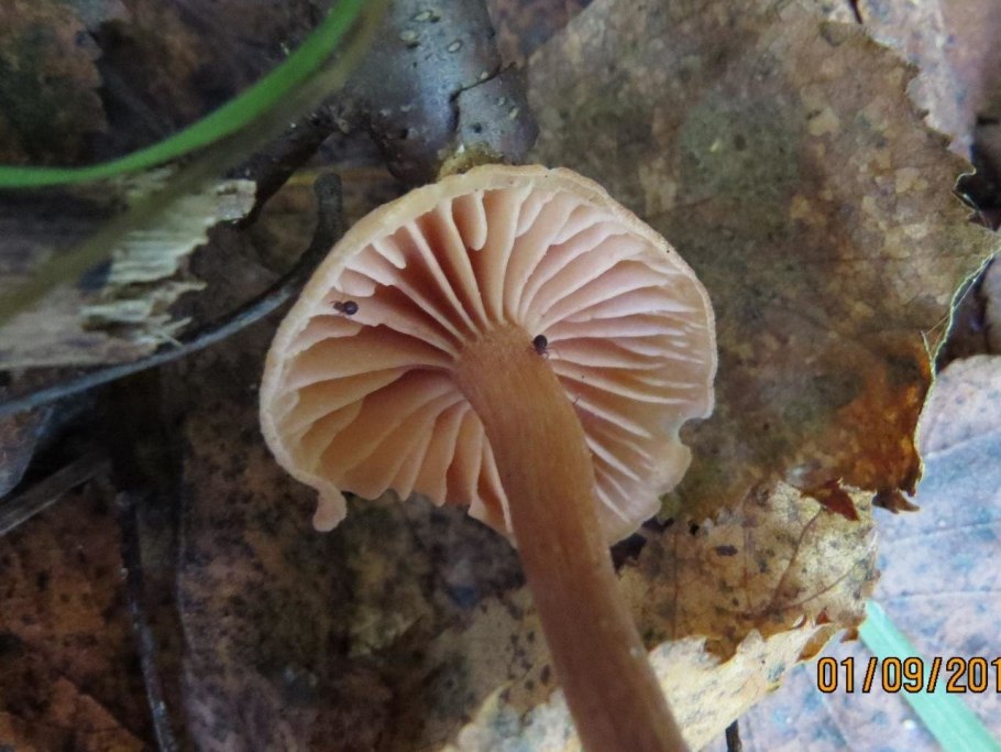 Laccária грибы Сибири