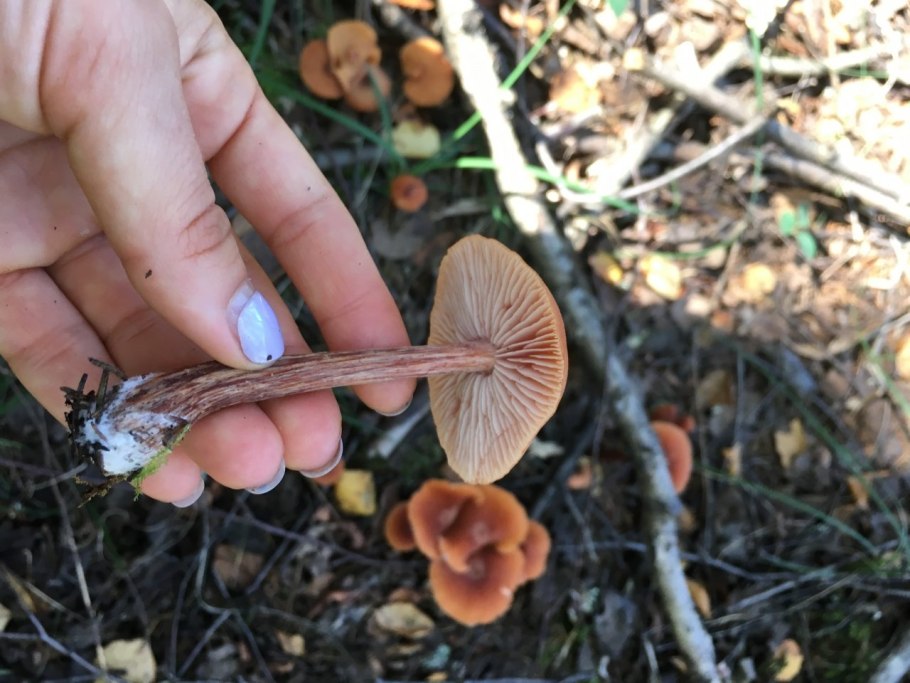 Лаковица розовая Laccaria laccata (лаковица обыкновенная (лаковица розовая))