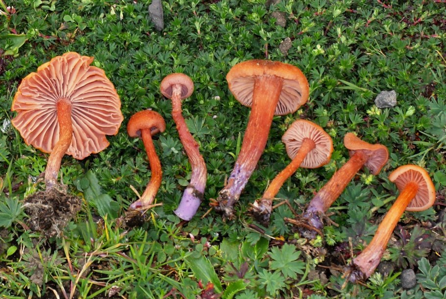 Laccaria proxima гриб