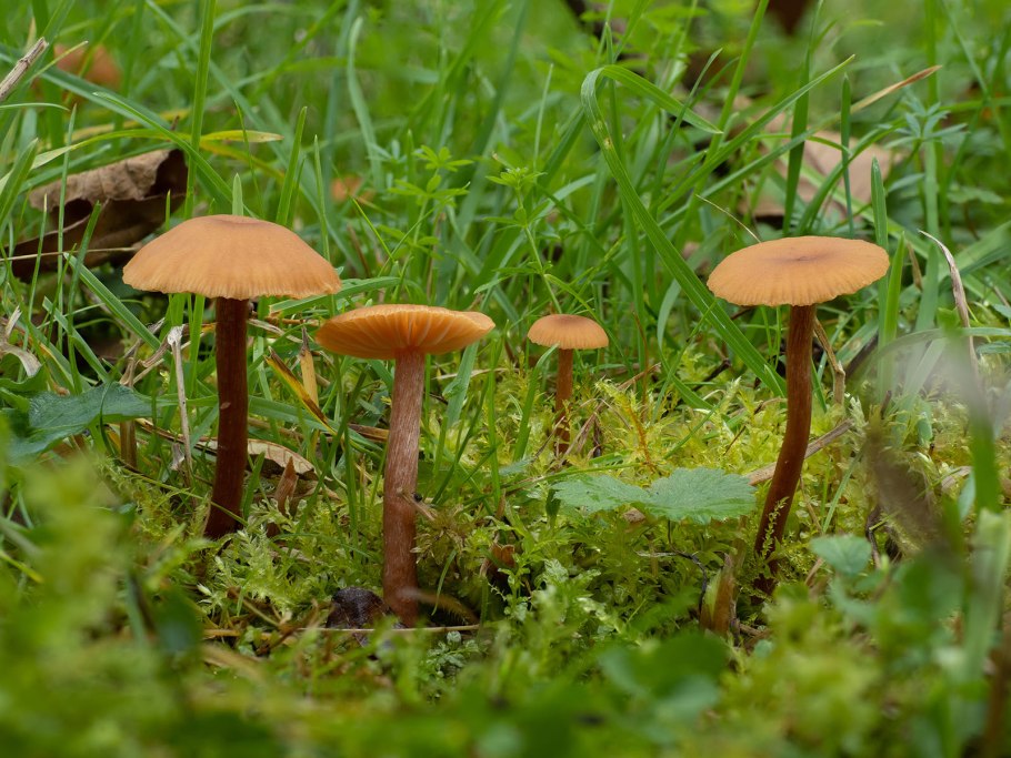 Лаковица розовая Laccaria laccata (лаковица обыкновенная (лаковица розовая))