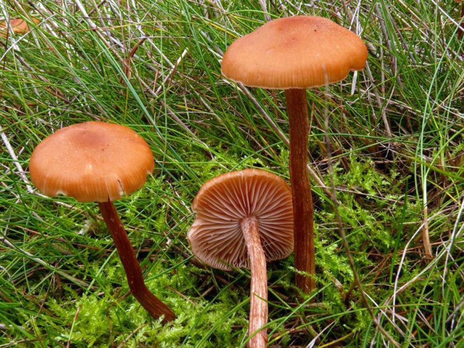 Лаковица обыкновенная