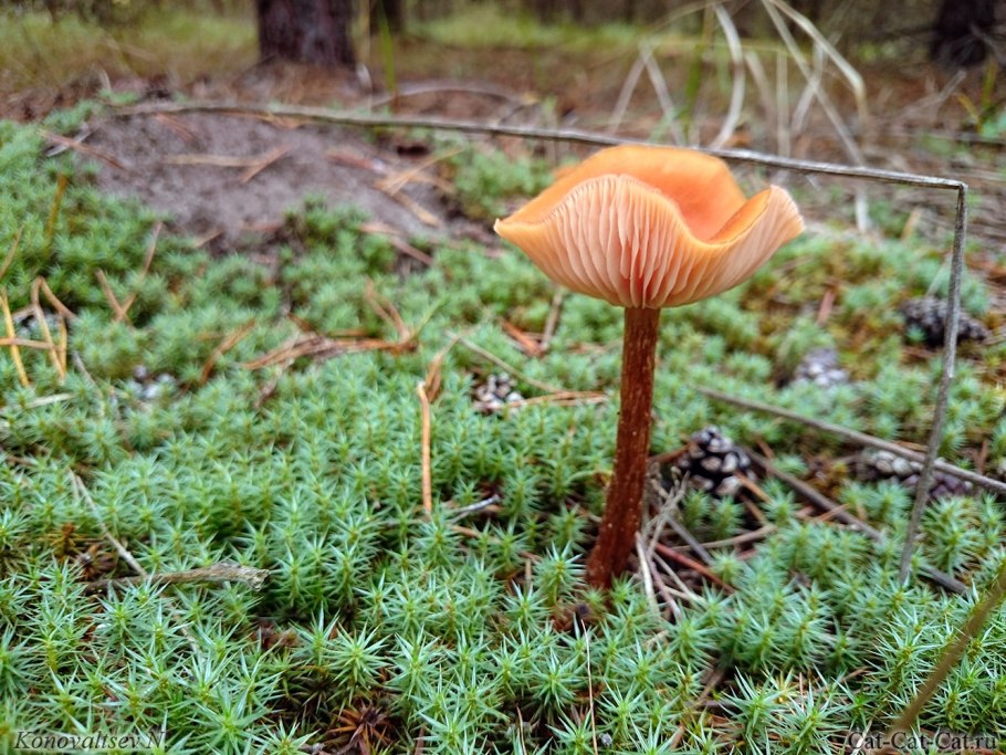 Лаковица розовая Laccaria laccata