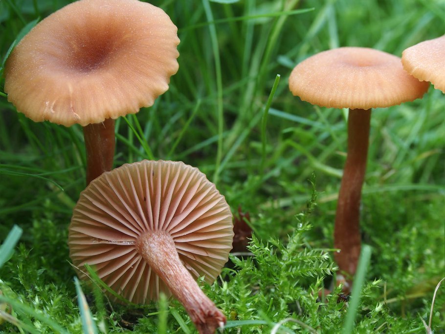 Лаковица обыкновенная