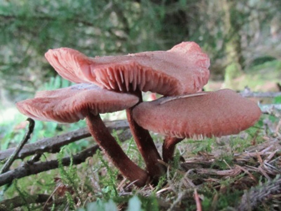 Лаковица двухцветная съедобные?