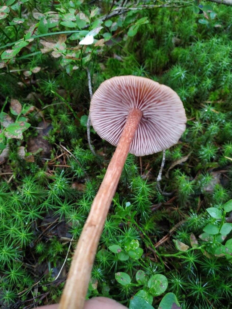 Лаковица Аметистовая / Amethyst Deceiver