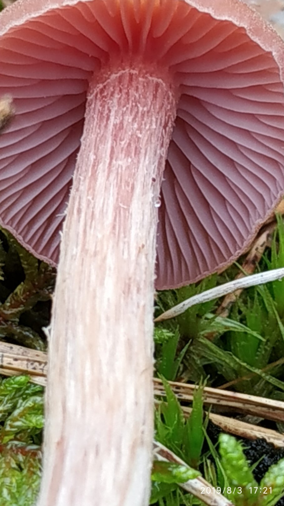 Лаковица гриб