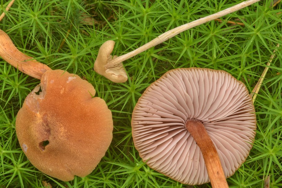 Гриб лаковица двухцветная
